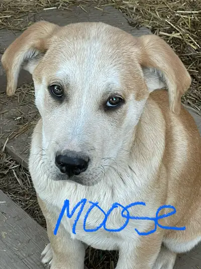 Male puppy for sale , View more