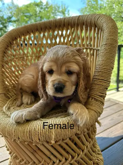 cocker spaniel puppies, View more