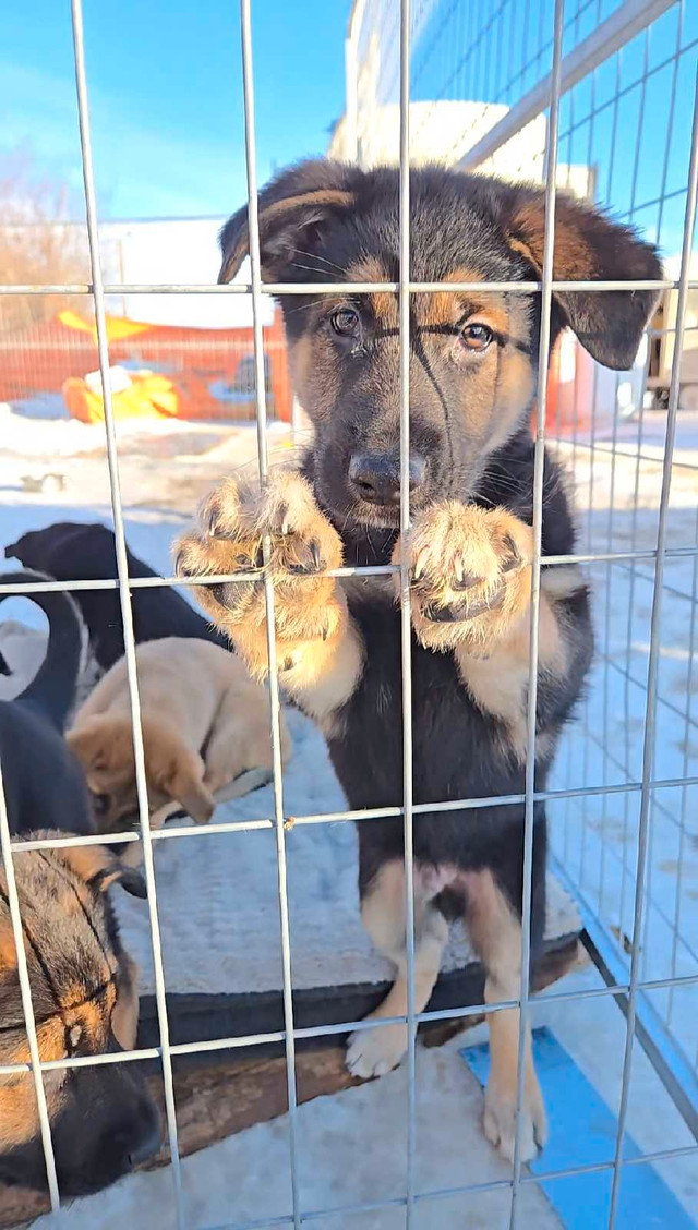 25% Belgian Malinios/25% Husky/50% German Shepherd in Dogs & Puppies for Rehoming in St. Albert - Image 4