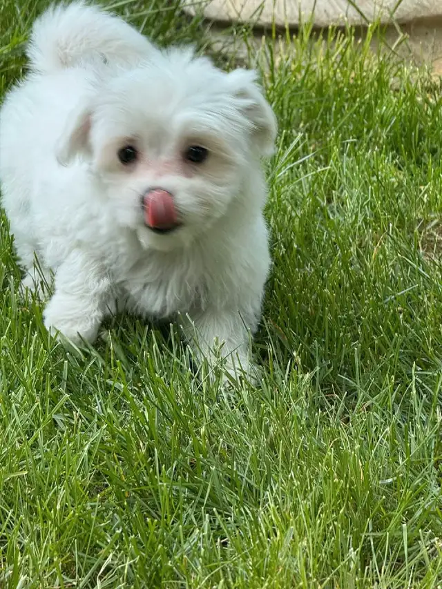 Gorgeous Maltese puppy in Dogs & Puppies for Rehoming in City of Toronto - Image 5
