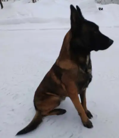 Chiots Shepinois., View more