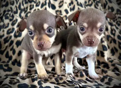 2 Chihuahua puppies/  2.2 pound parents, View more
