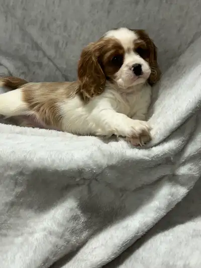 CAVALIER PUPPY , View more