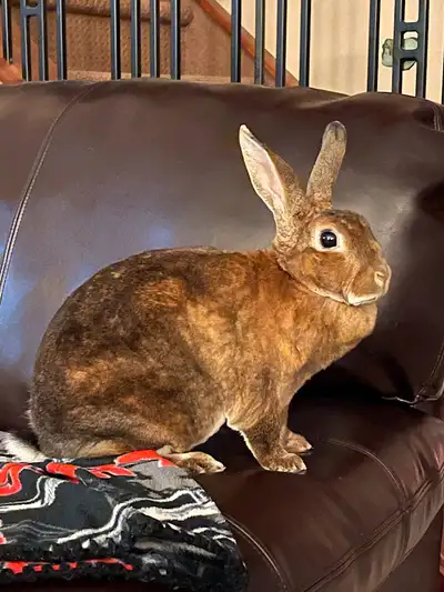 Spayed Female Rabbit
