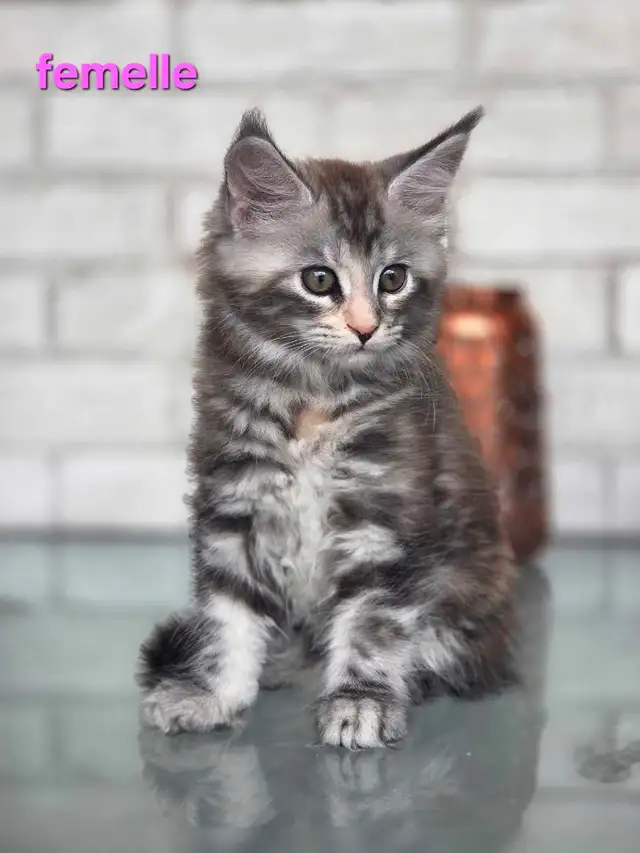 Maine coon chatons