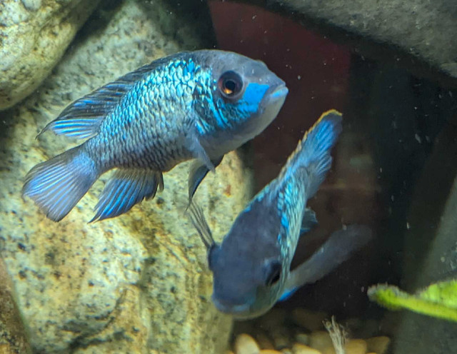 Electric Blue Acara in Fish for Rehoming in Vernon - Image 2