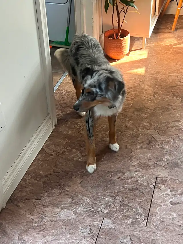 Mini Australian Sheperd520776604231946246