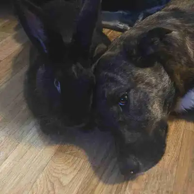 Bunny for rehoming, View more