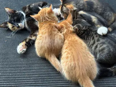 Beautiful, healthy kittens looking for loving homes! Vaccinated., View more