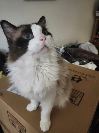 Ragdoll Kitten for Adoption, View more