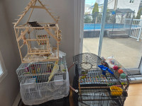 Cocatail and budgies with cage and accessories 