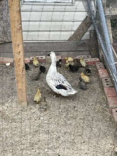 2 days old 10$ each