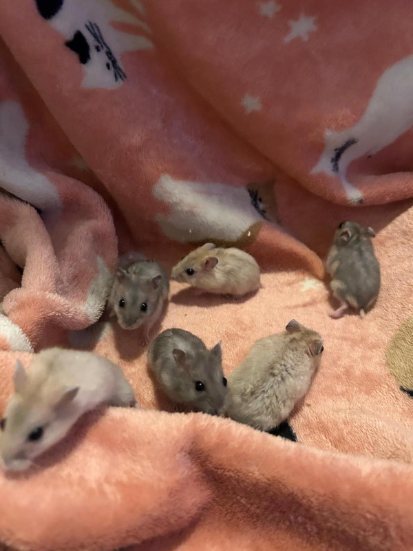 Hamsters à vendre Petits animaux à adopter Ville de Montréal Kijiji