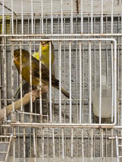 canari panchi, View more