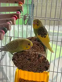 BABY BUDGIES FOR SALE