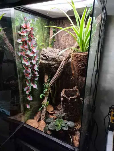Young Female Tokay with Bioactive Enclosure, View more