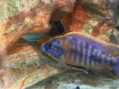 Blue face cichlid , View more