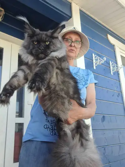TRIUMPH- AMAZING BLACK SMOKE MAINE COON male (WCF), View more