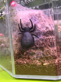 Eresus walckenaeri female (velvet spider)