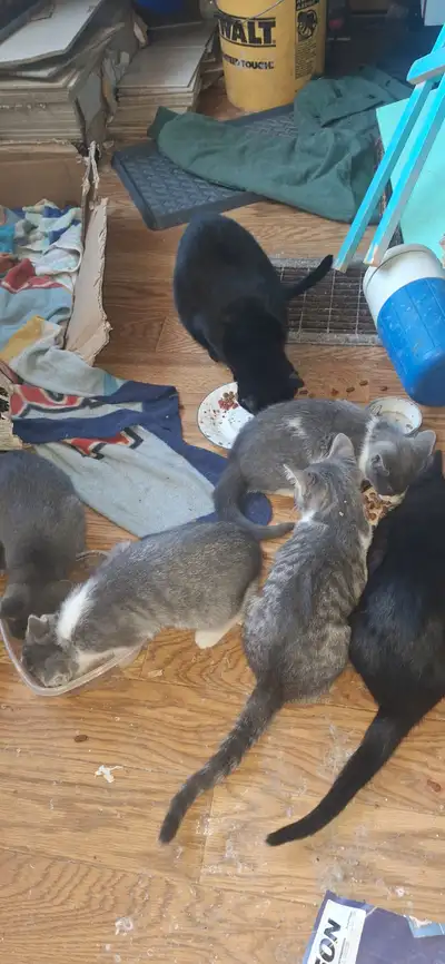 Beautiful very friendly  kitten for sale $100 each, View more