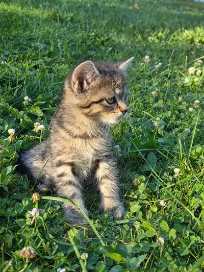 cat for sale, View more