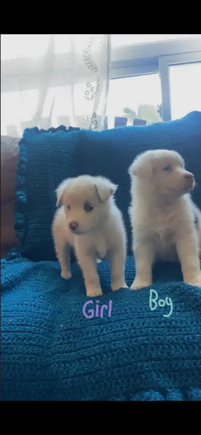 2 Aussie mix pups, View more