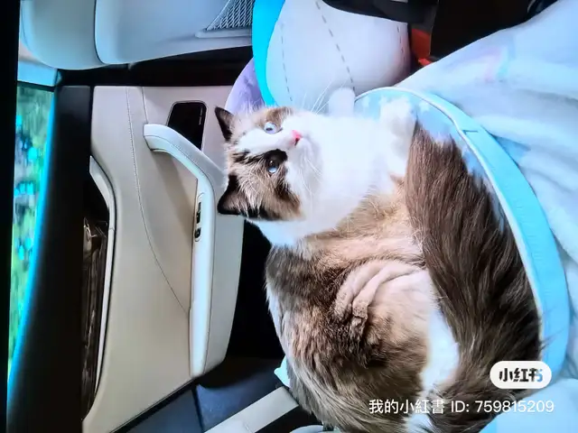 Adorable cat looking for new home