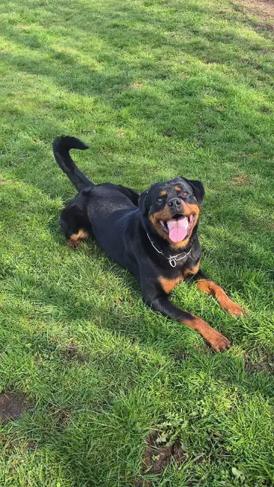 Exceptional CKC Registered Female Rottweiler, View more