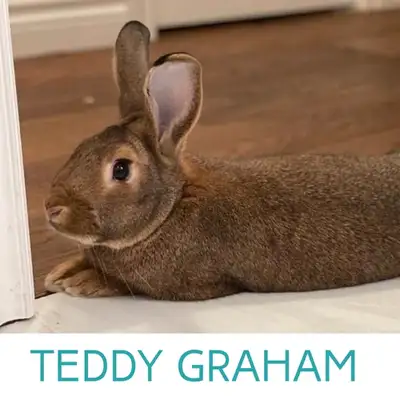 Teddy Graham - Neutered Male