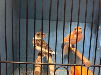 Pair Portuguese halerquim canaries for sale