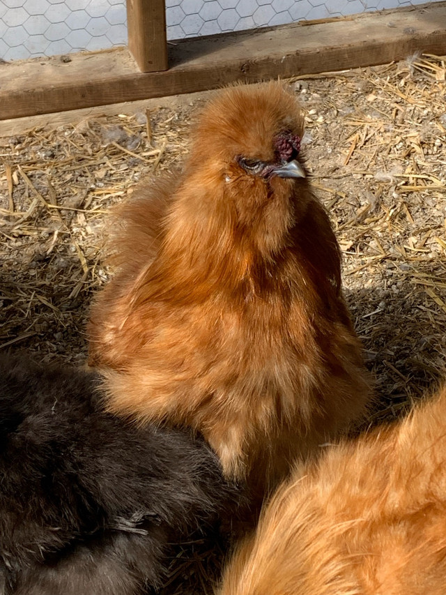 3 Silkie Roos Available in Equestrian & Livestock Accessories in North Bay - Image 2