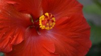 Agincourt Garden Club ZOOM: Bermuda Blooms open to the public