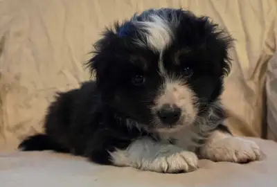 Stunning Black Tri Male looking for his forever home. Puppy will be available May 8th Well started o...