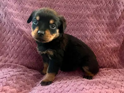 Gorgeous Rottweiler Puppies, View more