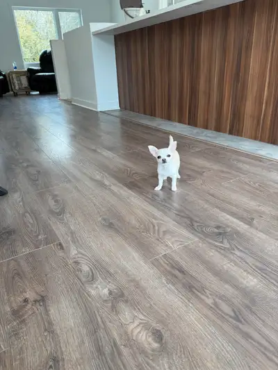 ✨Gorgeous applehead Chihuahua puppies from health-tested, high-quality parents. Very small genetics...
