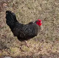 FREE Rooster