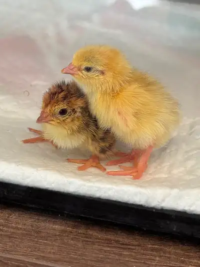 Bébés cailles japonaises Non sexés 3$ chaque ou prix possible en lot Photo à titre indicatif