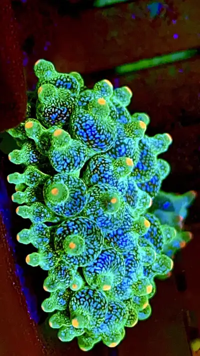 Amazing colours and patterns with neon orange tips or neon pink tips