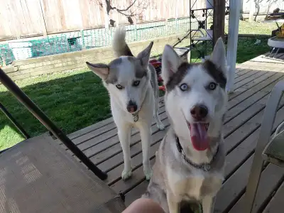 2 huskies for rehoming, View more