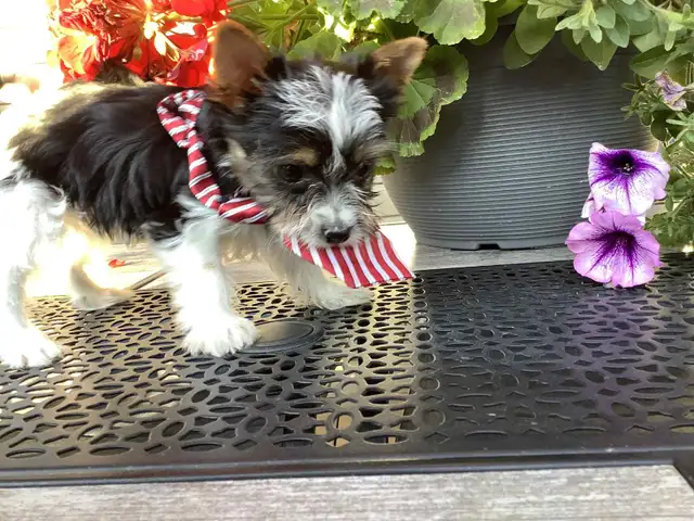 READY NOW YORKSHIRE  BIEWER YORKIE & YORKSHIRE BLACK AND TAN in Dogs & Puppies for Rehoming in Gatineau - Image 7