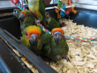 **SUPER SWEET & CUDDLY GOLD CAPPED CONURES**W/CARE PACKAGE**