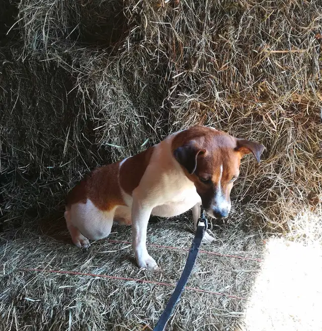 +++Chien Jack Russell mâle adulte à vendre in Dogs & Puppies for Rehoming in Longueuil / South Shore - Image 5