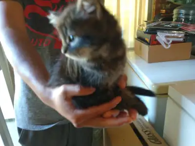 Long haired male kitten, View more