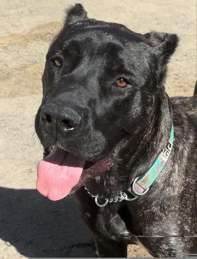 Candy - Perro De Pressa Canario , View more