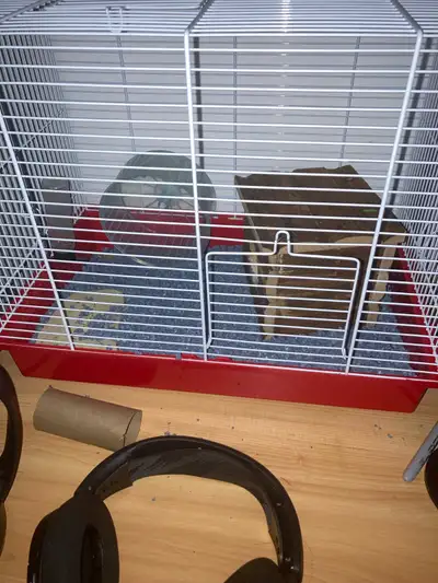 Doit partir le plus tot possible. Inclus tout pour un débutant. Inclus : deux femelles hamsters nain...
