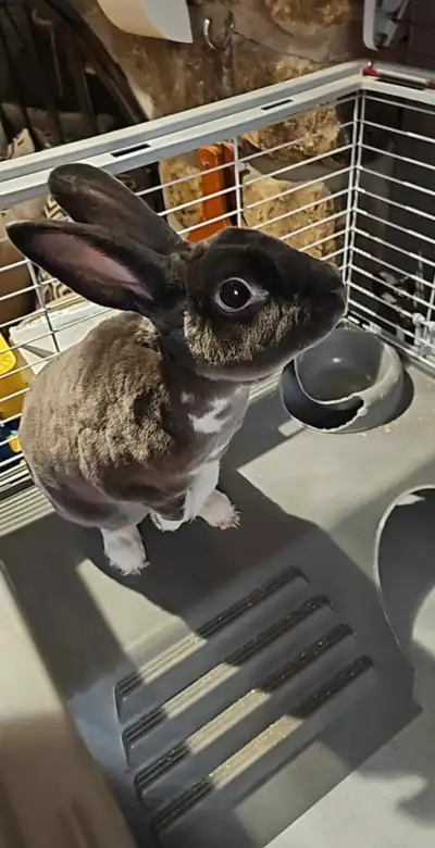 Lapin Mini-Rex de 2 ans 1/2., View more