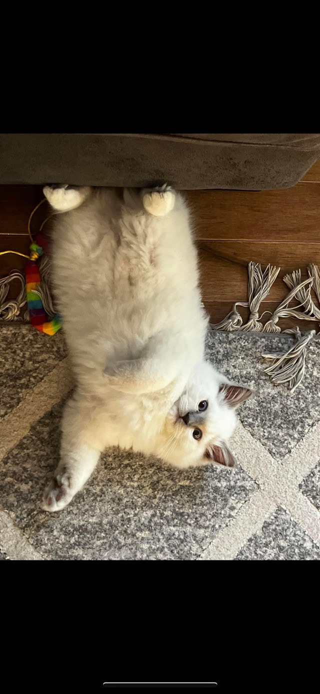 Chaton type Ragdoll dans Chats et chatons à adopter  à Lanaudière - Image 2