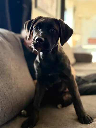 5 month old Puppy (Female) , View more