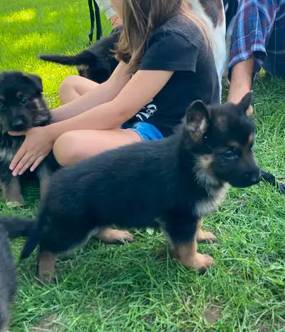 German Shepherds Puppies Berger Allemand Chiots, View more
