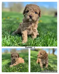 Beautiful Toy/Mini Poodle Puppies